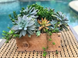 A colorful blue succulent arrangement sits in a wooden box on a basket by the swimming pool